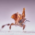 Ghost mantis Phyllocrania paradoxa Royalty Free Stock Photo