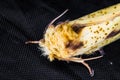 ghost moth in close up with dark background Royalty Free Stock Photo