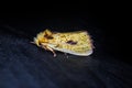 ghost moth in close up with dark background Royalty Free Stock Photo