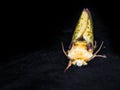 ghost moth in close up with dark background Royalty Free Stock Photo