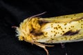ghost moth in close up with dark background Royalty Free Stock Photo