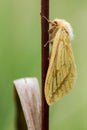 Ghost moth (Hepialus humuli) female at rest Royalty Free Stock Photo