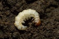 Ghost moth, Hepialus humuli larva on soil Royalty Free Stock Photo