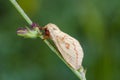 Yellow colored with red ornament moth on bent Royalty Free Stock Photo