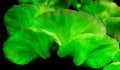 The Ghost Mushroom (Omphalotus nidiformis) glows green in the dark. Royalty Free Stock Photo