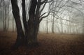 Ghost in mysterious haunted forest with fog Royalty Free Stock Photo