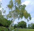 Magestic ghost gum tree against the blue tropical sky. Darwin, NT Australia