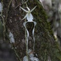 Ghost orchid blooming on tree branch