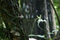 Ghost Orchid - Dendrophylax lindenii - in Fakahatchee Strand, Florida. Royalty Free Stock Photo