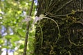 Ghost Orchid - Dendrophylax lindenii - in Fakahatchee Strand, Florida. Royalty Free Stock Photo