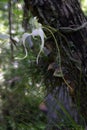 Ghost Orchid - Dendrophylax lindenii - in Fakahatchee Strand, Florida.