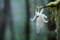 ghost orchid hanging delicately in a misty forest