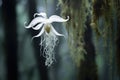 ghost orchid hanging delicately in a misty forest