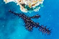 Ghost pipefish Royalty Free Stock Photo