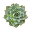 Ghost plant succulent isolated.Top view. Royalty Free Stock Photo