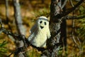 A Ghost Toy Stands On A Branch Leaning On A Tree Trunk In The Forest