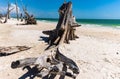 Ghost Tree on Lovers Key Beach, Royalty Free Stock Photo