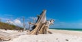 Ghost Tree on Lovers Key Beach Royalty Free Stock Photo