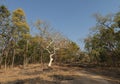 Ghost Tree at Pench national Park,Madhya Pradesh