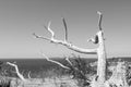 Ghost Tree at Sleeping Bear Dunes in Empire Michigan Royalty Free Stock Photo