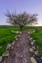 The ghost tree, in Tel Lachish, Northern Negev Desert