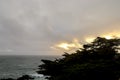 The ghost trees at Pescadero Point