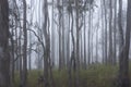 Gum trees in early morning fog