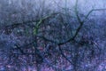 Ghostly Forest Branches Royalty Free Stock Photo