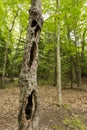 Ghostly hallow tree in the forest