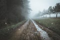 Ghostly orbs floating on a muddy woodland track on a misty winters day. With a desaturated moody edit