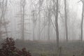 Ghostly trees in the mist and fog in forest woodland with brown leaves and rain