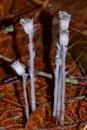 Ghostly White Flowers in the Forest