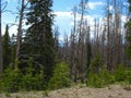 Pine trees and Burned Trees Under a Blue Sky