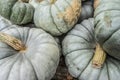 Ghosts pumpkins closeup