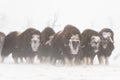 Wild muskox in the snowstorm Royalty Free Stock Photo