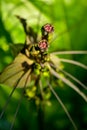 Ghoulish, whiskery bat flower plants Royalty Free Stock Photo