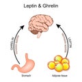 Ghrelin and leptin. hormones that regulate appetite Royalty Free Stock Photo