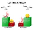 Ghrelin and leptin Royalty Free Stock Photo