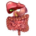 GI tract