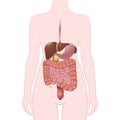 GI tract organs Royalty Free Stock Photo