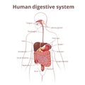 GI tract organs Royalty Free Stock Photo