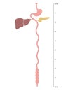 Human digestive system. Gastrointestinal tract