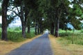 Gia Lai, Vietnam - November 24, 2018: The road with two rows of pine trees which were planted nearly 100 years at Pleiku town. Royalty Free Stock Photo