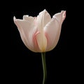 Giaa Rosets: Black Background Tulip Flower In Petrina Hicks Style