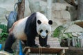 Gian Panda In The Zoo