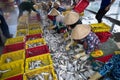 An Giang, Vietnam - Dec 6, 2016: Caught fishes with Vietnamese women working at Tac Cau fishing port at dawn, Me Kong delta