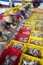 An Giang, Vietnam - Dec 6, 2016: Vietnamese women sorting fish to baskets at Tac Cau fishing port at dawn, Me Kong delta province