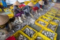 An Giang, Vietnam - Dec 6, 2016: Vietnamese women sorting fish to baskets at Tac Cau fishing port at dawn, Me Kong delta province