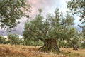 Giano dell Umbria, Perugia, Italy: ancient olive tree, 1700 years old