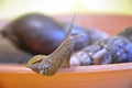 Giant Achatina snail Royalty Free Stock Photo